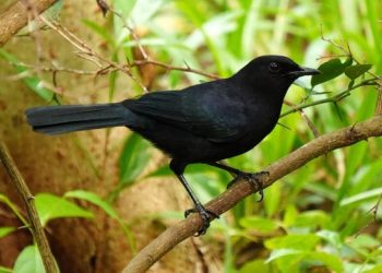 Monitoreo de aves en Punta Sur destaca riqueza de biodiversidad en Cozumel