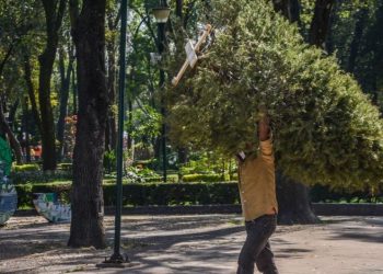 ¡No los tiren a la basura! Estos son los centros de acopio de árboles de Navidad en CDMX