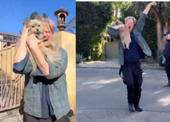 Perrito sobrevive a incendios en California; así fue el reencuentro con su dueño