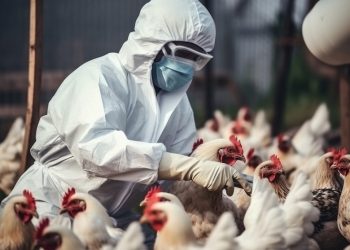 Primera muerte por gripe aviar en EE.UU.; crece riesgo en mayores de 65 años
