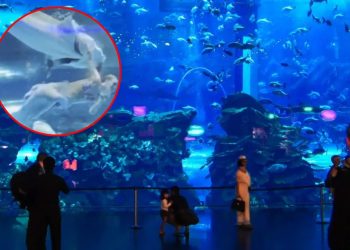 “Sirena” es casi devorada; pez gigante le muerde la cabeza en pleno espectáculo