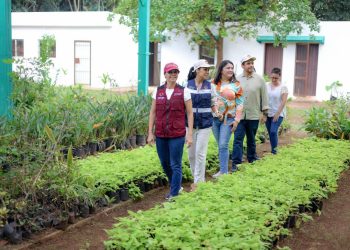 SUPERVISA ANA PATY PERALTA TRITURADO DE ÁRBOLES DE NAVIDAD