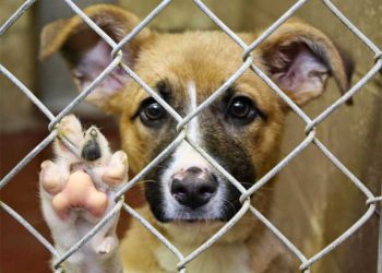 maltrato animal en cancun