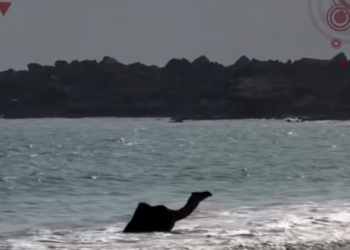 VIDEO: Camello descubre la magia del mar