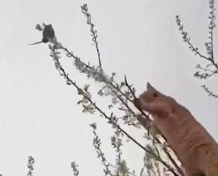 Tom y Jerry en la vida real.