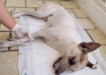 Gobierno de Othón P. Blanco denuncia brutal caso de maltrato animal