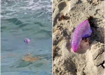 Alerta en Playa del Carmen por medusa Carabela Portuguesa o Fragata Portuguesa