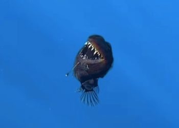 Captan al legendario pez diablo negro por primera vez en la historia