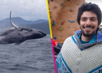 Como Pinocho: Joven en kayak es devorado por ballena jorobada… y sobrevive