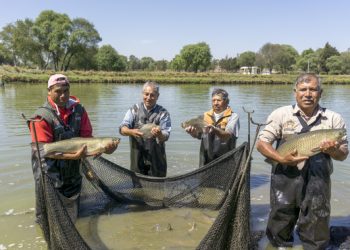 Entregarán más de 1 mil 200 millones de pesos en apoyos de Bienpesca