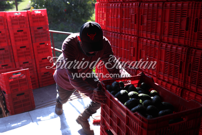 aguacate super bowl