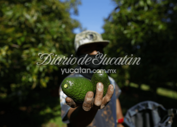 Envían aguacate por el Super Bowl; por aranceles, buscarán nuevos mercados