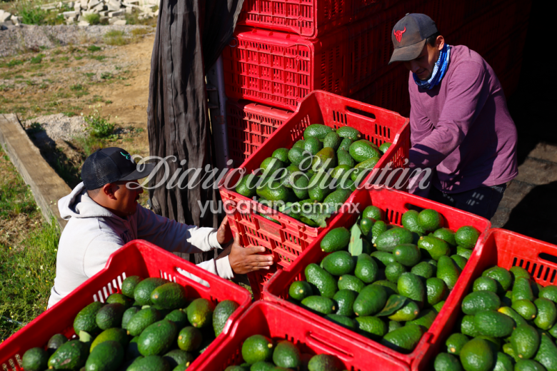 aguacate super bowl