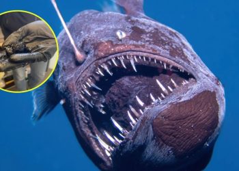 Este es el tamaño real del pez abisal, el “diablo” avistado en Tenerife