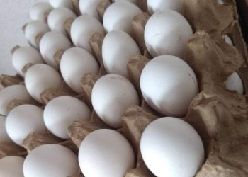 Gripe aviar aumenta el precio del huevo en México: esto cuesta el kilo