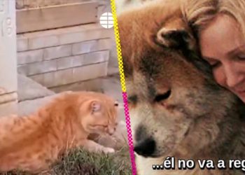 Hachiko michi: Gatita vive en la tumba de su dueño desde 2018