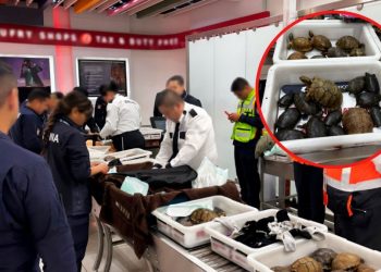 Interceptan carga de cientos de tortugas y ranas en el AICM; querían enviarlas a Japón