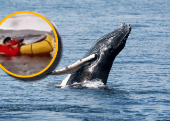 Joven es tragado por ballena en Chile y vive para contarlo (VÍDEO)