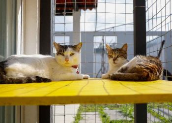 ¿Los gatos serán prohibidos en Escocia