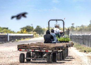 Migrantes demandan a la Patrulla Fronteriza por redada en área agrícola de California