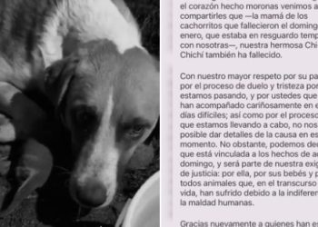 Muere Chichi, la perrita quemada junto a sus cachorros en Puebla