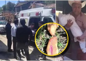 Mueren tres niños tras comer pan envenenado en Chiapas; los tiraron para matar perros