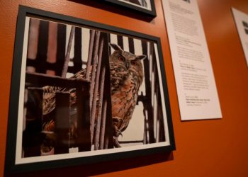 Museo de Nueva York conmemora la vida de un búho que escapó de zoológico y se convirtió en icono