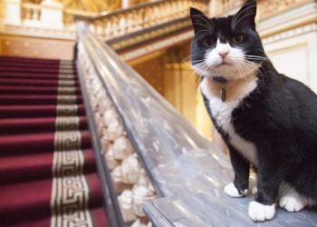 Palmerston: Gato diplomático se estrena como “consultor de relaciones felinas” en Bermudas