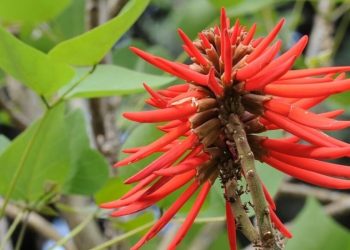 Pequeña lista de árboles florales de la CDMX (más allá de las jacarandas)