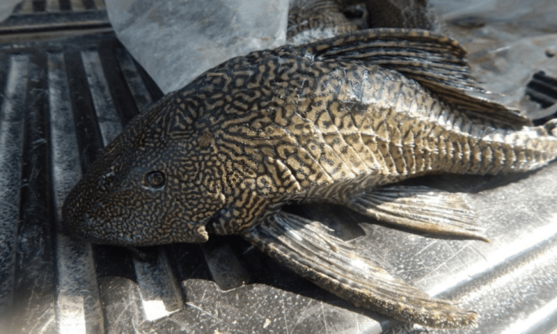 Pez diablo (Pterygoplichthys spp) en la Península de Yucatán y sureste de México