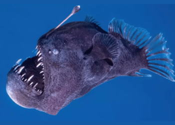 Pez diablo negro causa terror en la superficie del mar: cómo es el depredador de las profundidades