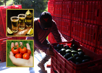 Por aranceles, subirían precios por las nubes: aguacates, tomates “cherry”, tequila, jarabe de arce…