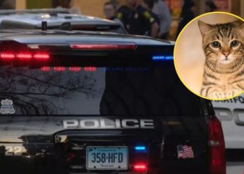 “Quería ver a mi gato”: veinteañero es detenido por conducir a 200 km/h