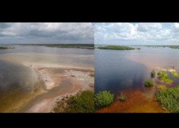 Regreso de especies a Punta Sur: un triunfo de la restauración ecológica