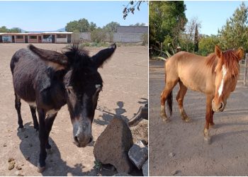 Roban burritos y caballos rescatados de “Burrolandia”: piden ayuda para encontrarlos