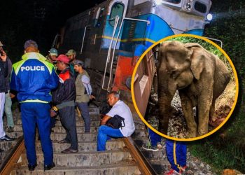 Seis elefantes mueren tras ser arrollados por un tren en Sri Lanka