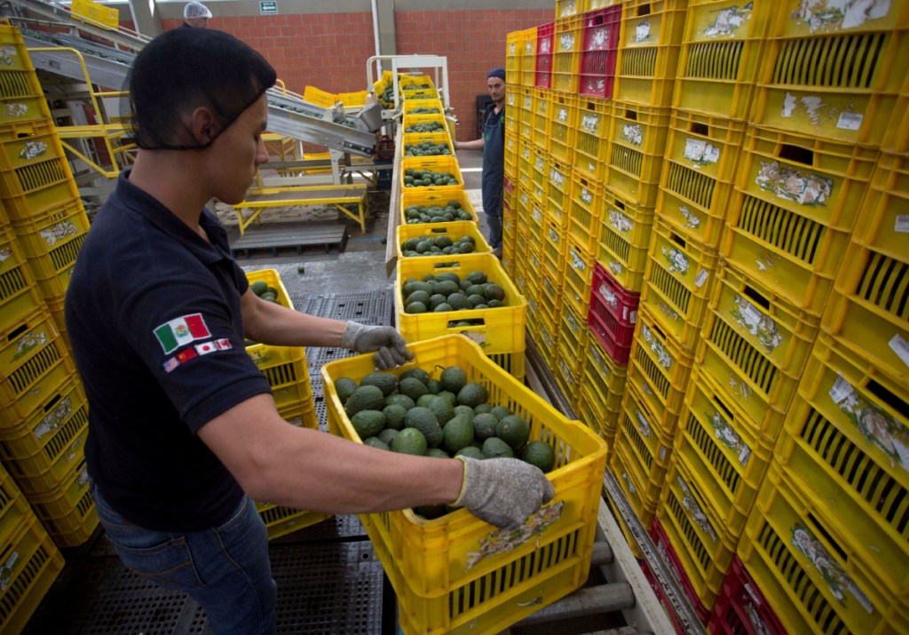 México es pieza clave en el suministro de hortalizas y frutas para Estados Unidos, destacó el Grupo Consultor de Mercados Agrícolas (GCMA)