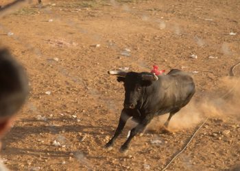 Hombre Grave Tras Ser Cornado por Toro en José María Morelos