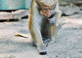 Un mono provoca un apagón nacional en Sri Lanka