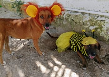 «Othón P. Blanco Lanza Gran Campaña de Adopción Responsable de Mascotas»
