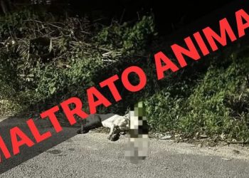 Arresta FGE de Quintana Roo a una persona por maltrato animal a canino en Othón P. Blanco