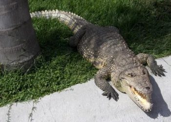 cocodrilo Malecón Tajamar
