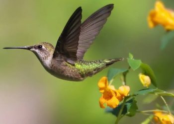 colibríes en Chapultepec
