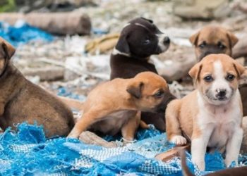 perros callejeros México