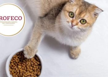 croquetas saludables para gato