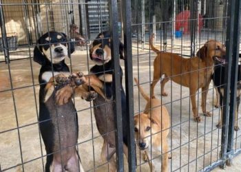 «¡Indignante! Más de 200 denuncias por maltrato animal en Benito Juárez en solo dos meses: ¡es urgente actuar!»