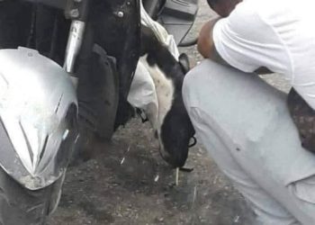 muerte perrito Chetumal