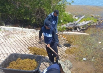 «Limpieza de Playas: La Semar Recolecta 1.5 Toneladas de Sargazo en Mahahual»