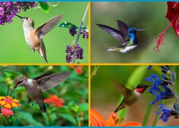 plantas para colibríes