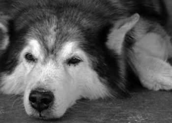 ¡Aguas con el guau! Multan a dueño de husky por sus ladridos